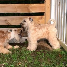 Soft Coated Wheaten Terrier All Grown Up from Charm Wheatens