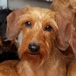 Sasha - Dachshund