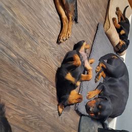 Rottweiler Puppies from Gottlïchen Rottweilers
