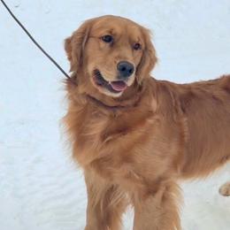 Elsa - Golden Retriever