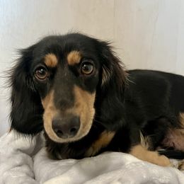 Winsley - Dachshund