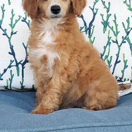 Pretzel - Apricot Poodle puppy in Mabelvale, Arkansas from Durham's Designer Poos