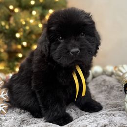 Green-yellow - Black female Newfoundland puppy in Nevis, Minnesota from Faithful Acres Newfs