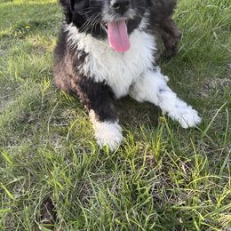 Aussiedoodle Puppies from Soap Creek Kennels