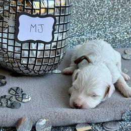 MJ - Cream male Goldendoodle puppy in St. George, Utah from Dashing Doodle Pups