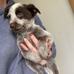 Nevada - Australian Cattle Dog puppy in Ohio from Double C Stockyards