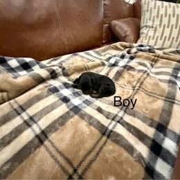 Boy 3 - Phantom male Goldendoodle puppy in Denison, Texas from Texoma Doodles