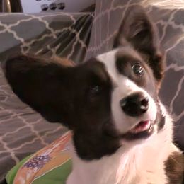 Frankie Rose - Cardigan Welsh Corgi