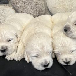 4th Pick Female - Light golden female Golden Retriever puppy in Douglas, Wyoming from White River Retrievers