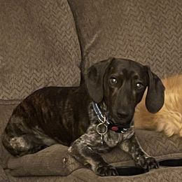 Dudley - Dachshund