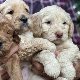 Australian Labradoodle Puppies from Texas Labradoodles