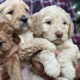 Australian Labradoodle Puppies from Texas Labradoodles