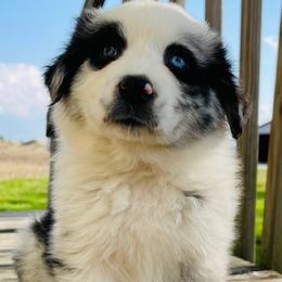 Australian Shepherds and Poodles from Massey Creek Kennels