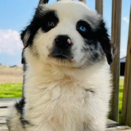 Australian Shepherds and Poodles from Massey Creek Kennels