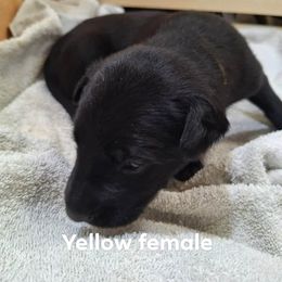Yellow - Black female Belgian Malinois puppy in Chico, Texas from North Texas Working Malinois