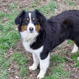 pearl - Toy Australian Shepherd