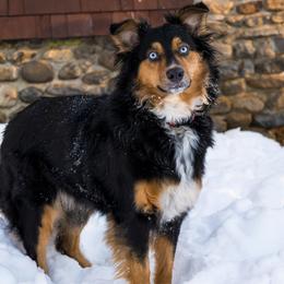 Annie - Australian Shepherd