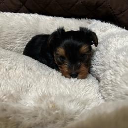 Boy 1 - Black and gold male Yorkshire Terrier puppy in Mesquite, Texas from Small Pawz Yorkies