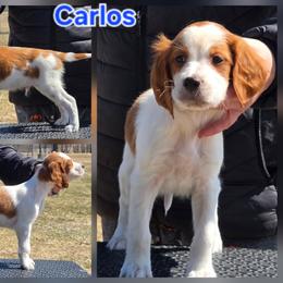 Carlos - Red and white male Irish Red and White Setter puppy in Glenwood City, Wisconsin from NyaStar