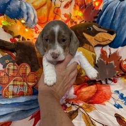 Tripp - Fawn (isabella) and tan male Dachshund puppy in Erie, Michigan from Champagne’s Grinch Toe’d Dachshunds