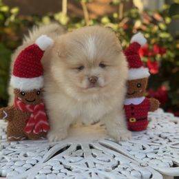 Honey - Cream parti female Pomeranian puppy in Stockton, California from lunas_poms