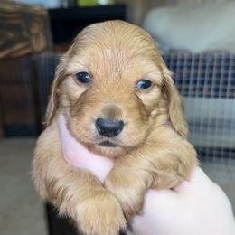 Caroline (RUSSIAN LINES) - Red female Dachshund puppy in Goldthwaite, Texas from Mini Mama Dachshunds