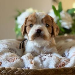 Dimoo - Blenheim male Cavalier King Charles Spaniel puppy in Fontana, California from Magical Cavaliers