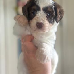 Porsche🩷 - Brown and white female Aussiedoodle puppy in Granbury, Texas from Triple Cross Doodles