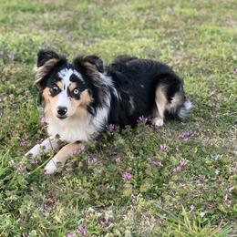 Scout - Miniature Australian Shepherd