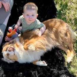 Miniature American Shepherds from Circle J Miniature American Shepherds