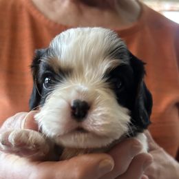 Micah - Tri-color male Cavalier King Charles Spaniel puppy in Burke, New York from Patti’s Puppies