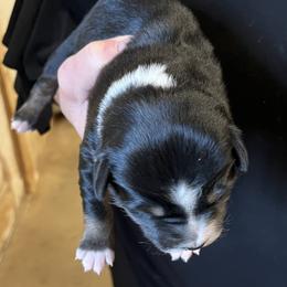 Winnie - Black tri female Miniature Australian Shepherd puppy in Godley, Texas from Nana and Paws Aussies