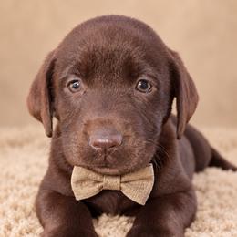 Girl 4 - female Labrador Retriever puppy in Chicago, Illinois from Urbane Retrievers