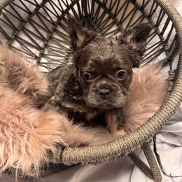 French Bulldog Puppies from SoCalFamilyFrenchies, Doodles and more