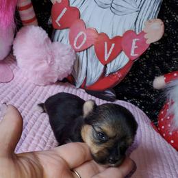 Pixie (Girl 1) - Blue and gold female Yorkshire Terrier puppy in Cottageville, South Carolina from Mandy's Yorkie's , Yorkiepoo's & Maltipoo's
