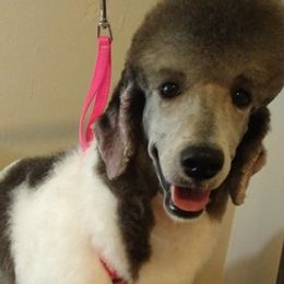 Poodles from Charlene's Poodle Passions