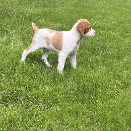 Brittany Puppies from Masterpiece Brittanys