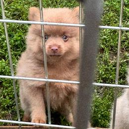 Boy b - Lavender male Pomeranian puppy in Knoxville, Tennessee from Thea's Puppies
