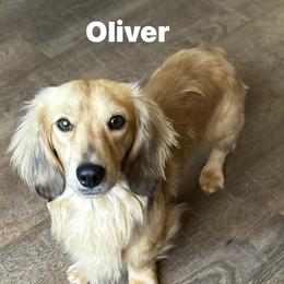 Oliver - Dachshund
