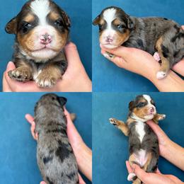 Poppy - Tri-color female Bernedoodle puppy in Yuciapa, California from AlltheDoodlez_