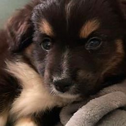 Miniature Australian Shepherds and Toy Australian Shepherds from Aussie What You Did There