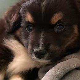 Miniature Australian Shepherds and Toy Australian Shepherds from Aussie What You Did There