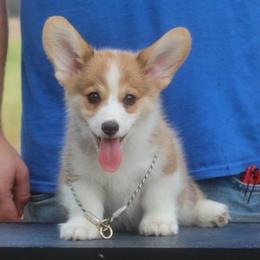 Doc - Sable male Pembroke Welsh Corgi puppy in West, Texas from Rustic Spur Kennel