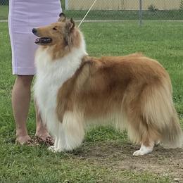 Bae - Collie