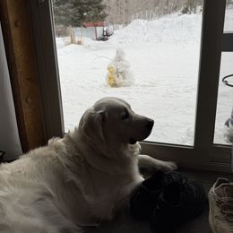 Golden Retriever All Grown Up from Jumbo’s Goldens