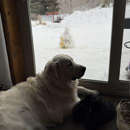 Golden Retriever All Grown Up from Jumbo’s Goldens