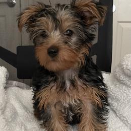 Bandit - Black and tan male Yorkshire Terrier puppy in Antelope, California from Yorkie Family Home
