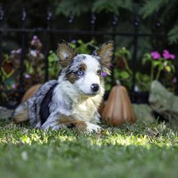 Girl 1 - Blue merle female Miniature American Shepherd puppy in Franklinville, North Carolina from Fine Hill Miniature Americans