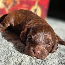 Elsa - Brown white and tan female Cockapoo puppy in Indiahoma, Oklahoma from Phamily Doodles