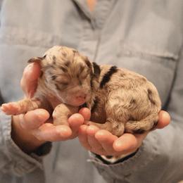 Puff - Blue merle female Sheepadoodle puppy in Cleveland, Tennessee from Narrow Path Old English & Sheepadoodles